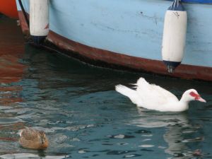 Tricase Porto - Due papere nuotano tranquille nelle acque del porto