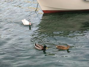 Tricase Porto - Tre paperette nuotano tranquille nelle acque del porto