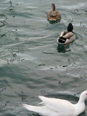 Tricase Porto - Tre paperette nuotano tranquille nelle acque del porto