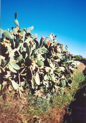 Tricase - strada provinciale per Marina Serra