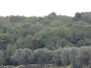 Rione Sant'Eufemia - Uno scorcio del bosco