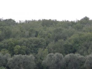 Rione Sant'Eufemia - Uno scorcio del bosco