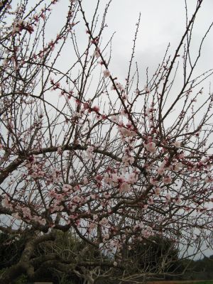 Rione di Sant'Eufemia - Albicocco coperto di fiori