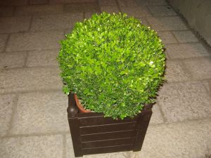Tricase - vaso con pianta in via D. Caputo - 