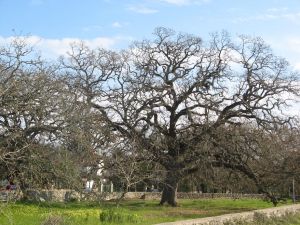 Quercia Vallonea (Secolo XII)