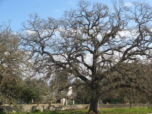 Quercia Vallonea (Secolo XII)