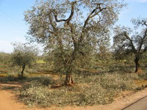 Rimonda degli alberi di ulivo