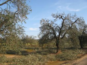 Rimonda degli alberi di ulivo