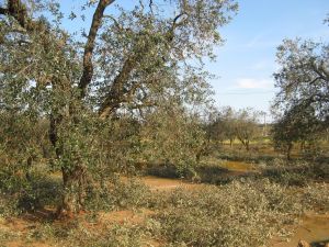 Rimonda degli alberi di ulivo