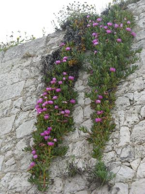 I colori della primavera tricasina