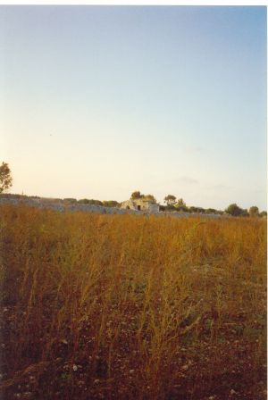 Tricase - via provinciale Mito - Andrano -Si notano da lontano i resti dell'antica abbazia di Santa Maria de Amito o del Mito