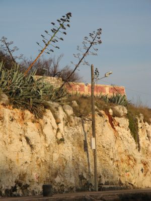 Tricase Porto - 2 piante di agave con fiori