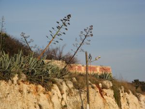 Tricase Porto - 2 piante di agave con fiori