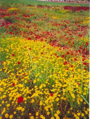 Primavera nelle campagne tricasine: un'esplosione di colori