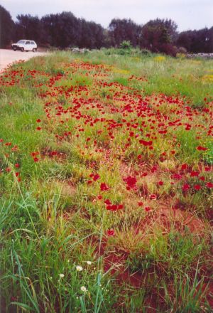 Primavera nelle campagne tricasine: un'esplosione di colori