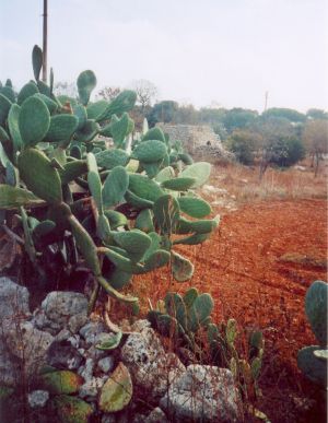 Tricase - via provinciale per Marina Serra - Fichi d'India e vecchia paiara