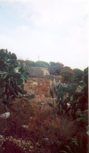 Tricase - via provinciale per Marina Serra - Fichi d'India e vecchia paiara