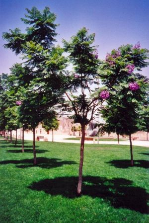 Tricase - piazza Cappuccini - Alberi in fiore