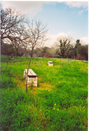 Unico Biotopo - Bosco di Tricase