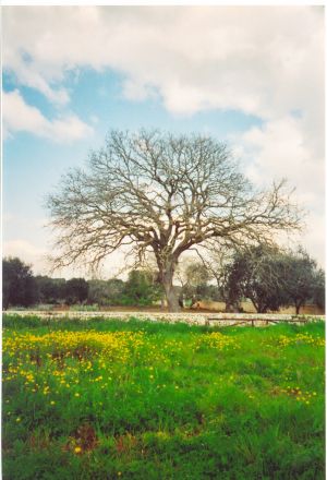 Unico Biotopo - Bosco di Tricase