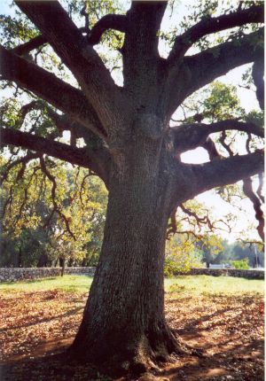 Tricase - provinciale per Tricase Porto - Quercia Vallonea (Secolo XII)