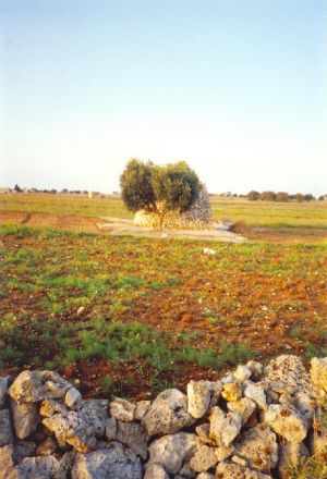 Vecchia paiara nascosta da un ulivo nei pressi dell'antica abazia del Mito