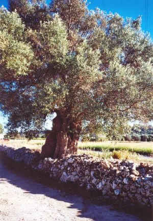 Ulivo incastonato in un muretto a secco