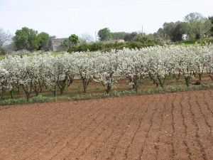 Tricase - Fondo nei pressi della Cappella della Madonna del Loreto - Alberi in fiore