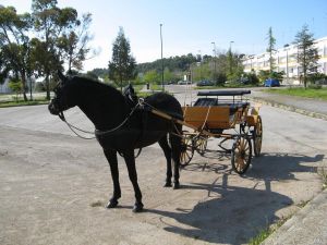Tricase - Zona 167 - Cavallo con carrozza scoperta