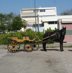 Tricase - zona 167 - Cavallo con carrozza