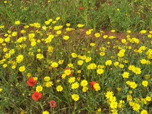 Sant'Eufemia - Fondo Ciriaci - Primavera tricasina - Esplosione di colori