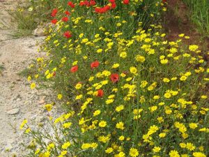 Sant'Eufemia - Fondo Ciriaci - Primavera tricasina - Esplosione di colori