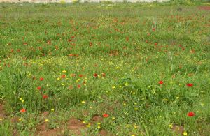 Sant'Eufemia - Fondo Ciriaci - Primavera tricasina - Esplosione di colori