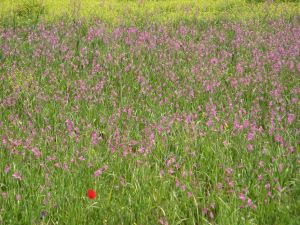 Sant'Eufemia - Fondo Ciriaci - Primavera tricasina - Esplosione di colori