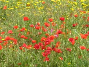 Sant'Eufemia - Fondo Ciriaci - Primavera tricasina - Esplosione di colori