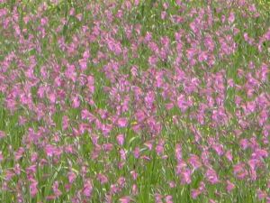 Sant'Eufemia - Fondo Ciriaci - Primavera tricasina - Esplosione di colori