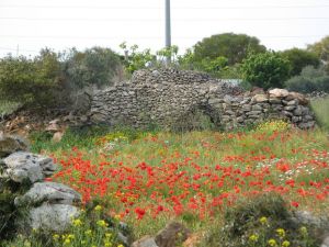 Carattersitica paiara in agro di Sant'Eufemia