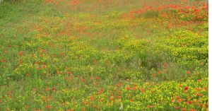 Tricase - via Viviani - Primavera tricasina - Esplosione di colori