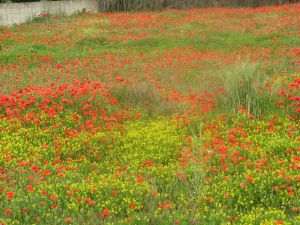 Tricase - via Viviani - Primavera tricasina - Esplosione di colori