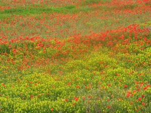 Tricase - via Viviani - Primavera tricasina - Esplosione di colori