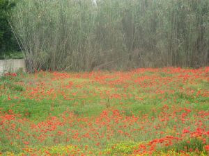 Tricase - via Viviani - Primavera tricasina - Esplosione di colori