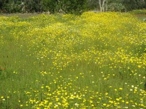 Tricase - via provinciale per Marina Serra - Un campo di margherita bianche e gialle