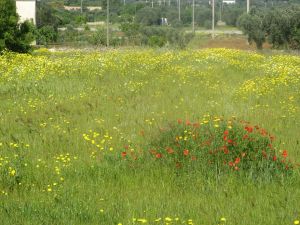 Tricase - via provinciale per Marina Serra - Un campo di margherita bianche e gialle