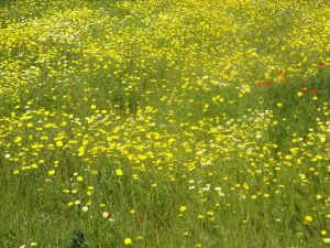 Tricase - via provinciale per Marina Serra - Un campo di margherita bianche e gialle