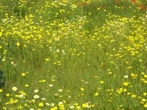 Tricase - via provinciale per Marina Serra - Un campo di margherita bianche e gialle