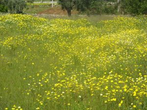 Tricase - via provinciale per Marina Serra - Un campo di margherita bianche e gialle