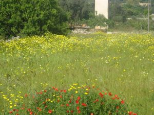 Tricase - via provinciale per Marina Serra - Un campo di margherita bianche e gialle