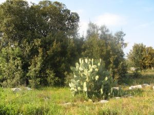 Uno scorcio suggestivo della campagna capraricese