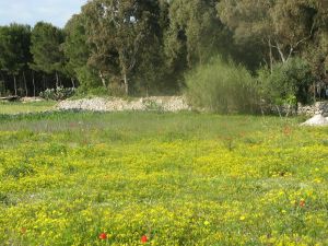 Un suggestivo scorcio del paesaggio alle spalle del santuario della Madonna di Fatima