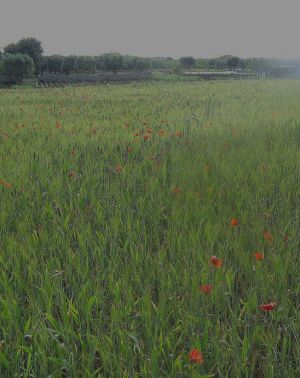 Campo di grano